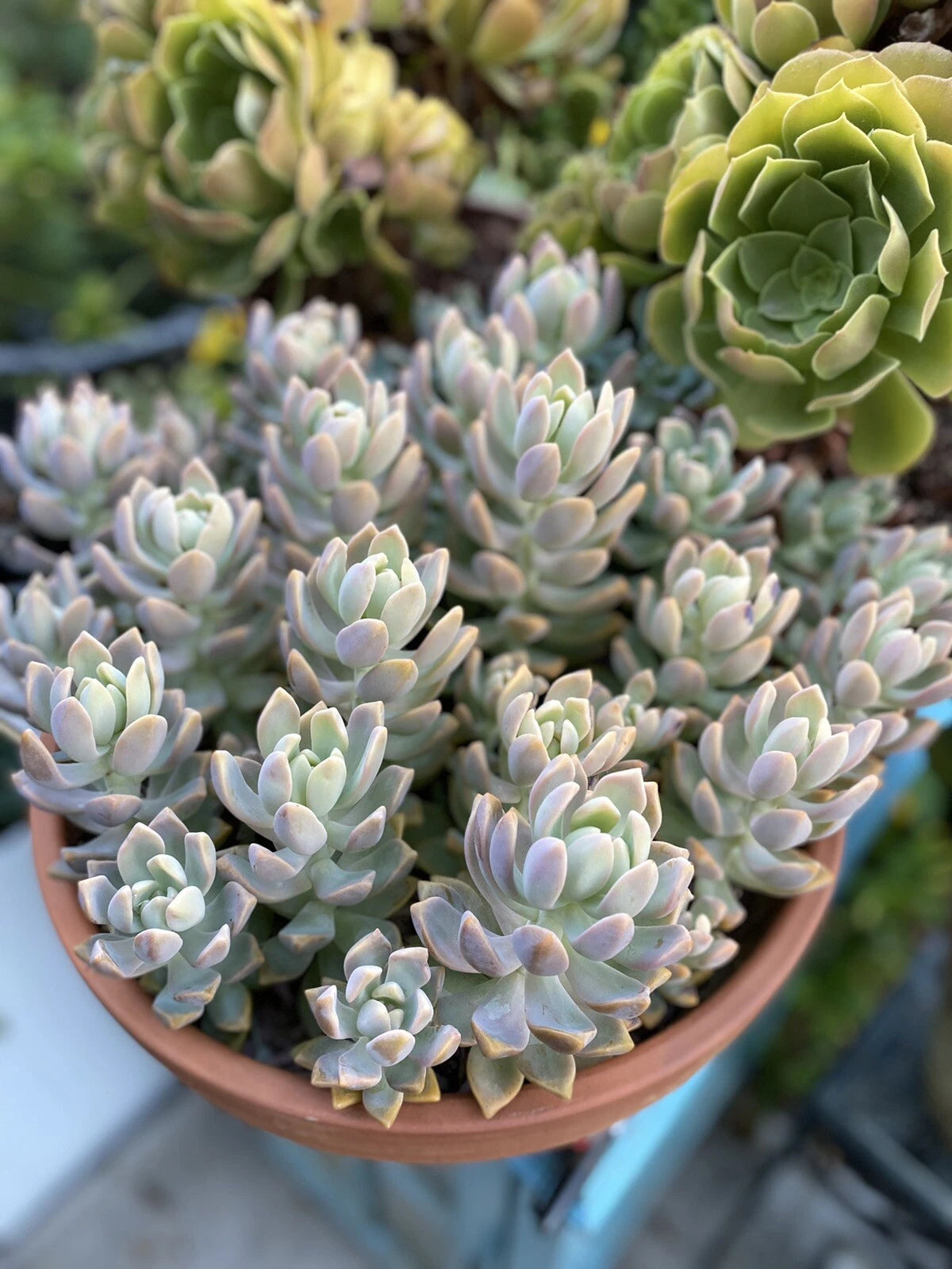 ghost plant indoors Graptopetalum Ghost Plant Succulent Cutting - Big Beautiful Size