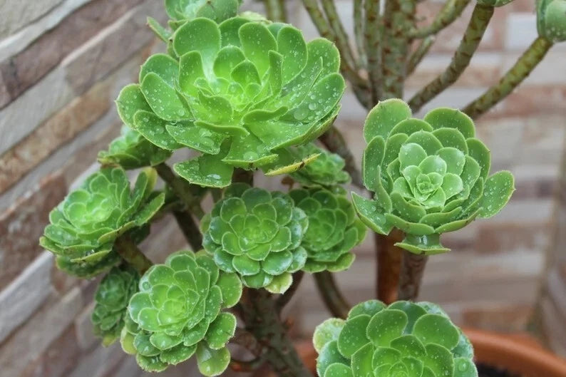Aeonium Seed Mix - 100 Seeds - Succulent Variety - Aeonium Collection - Perfect for Gardens and Indoor Planting