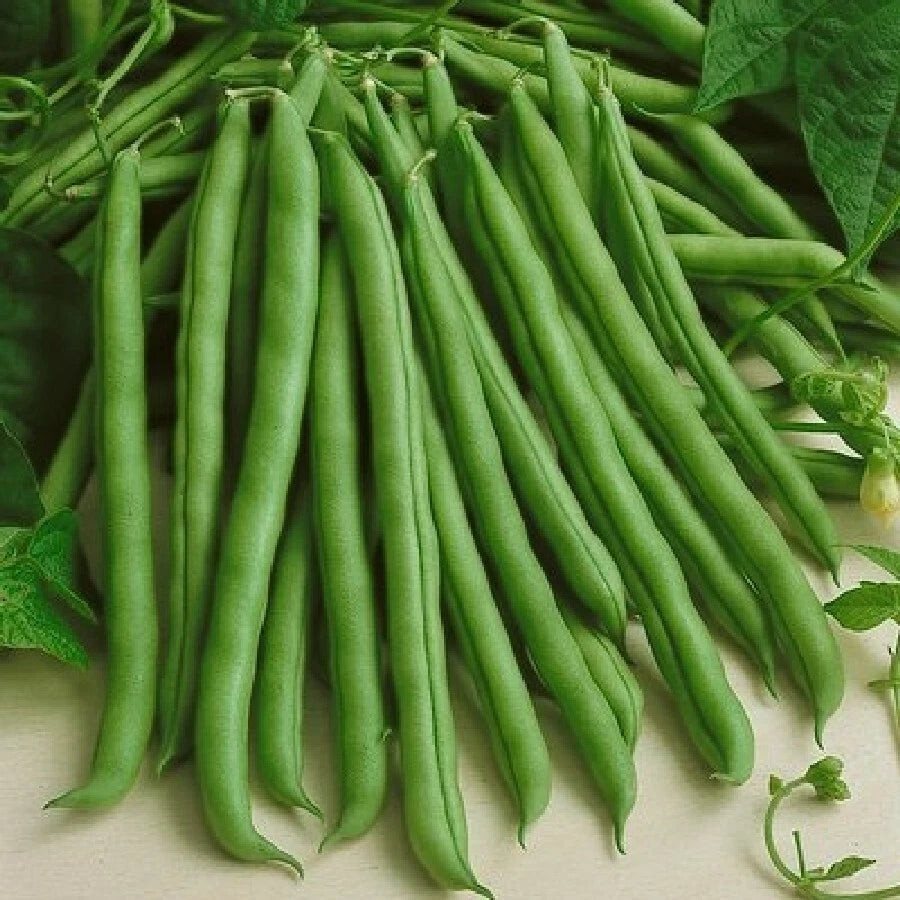Kentucky Wonder Green Bean Seeds - Pole Variety | Non-GMO Runner Beans Snap Pea Seed 2025