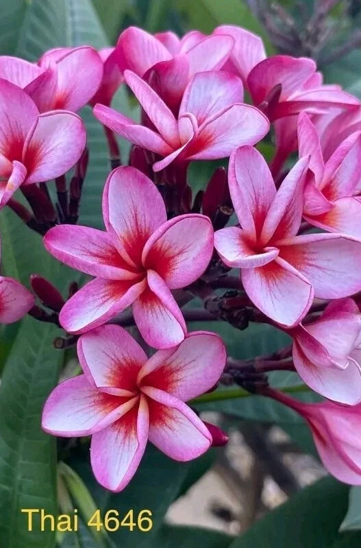 Pink Thai Plumeria Plant - Rooted 3 Inch Pot - Fragrant Flowering Tropical Plant - Plumeria spp.