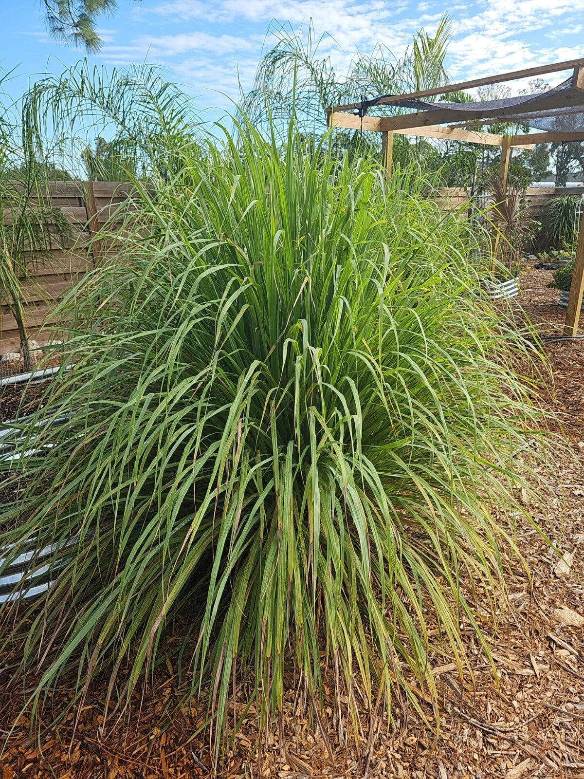 Organic Lemongrass Stalks Plugs - Live Cymbopogon Sereh Herb - 10 Count - Fresh Lemon Grass Plant