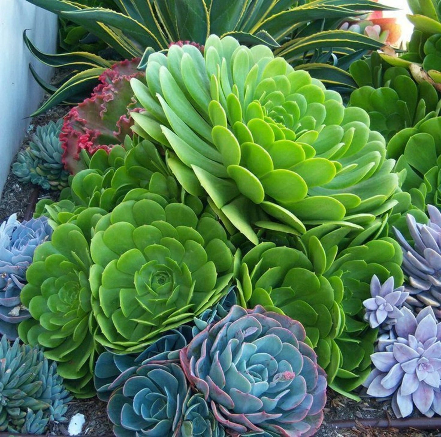 Rare Aeonium Arboreum Green Cutting - Live Cactus Succulent Plant - No Root