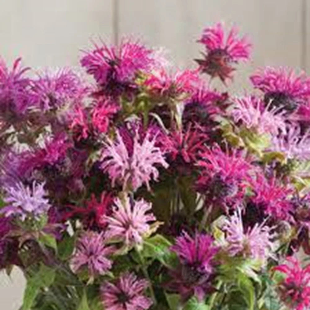 Bee Balm Seeds - 100 Double Mix Hummingbird Flower Seeds - Monarda Didyma - Colorful Garden Blooms