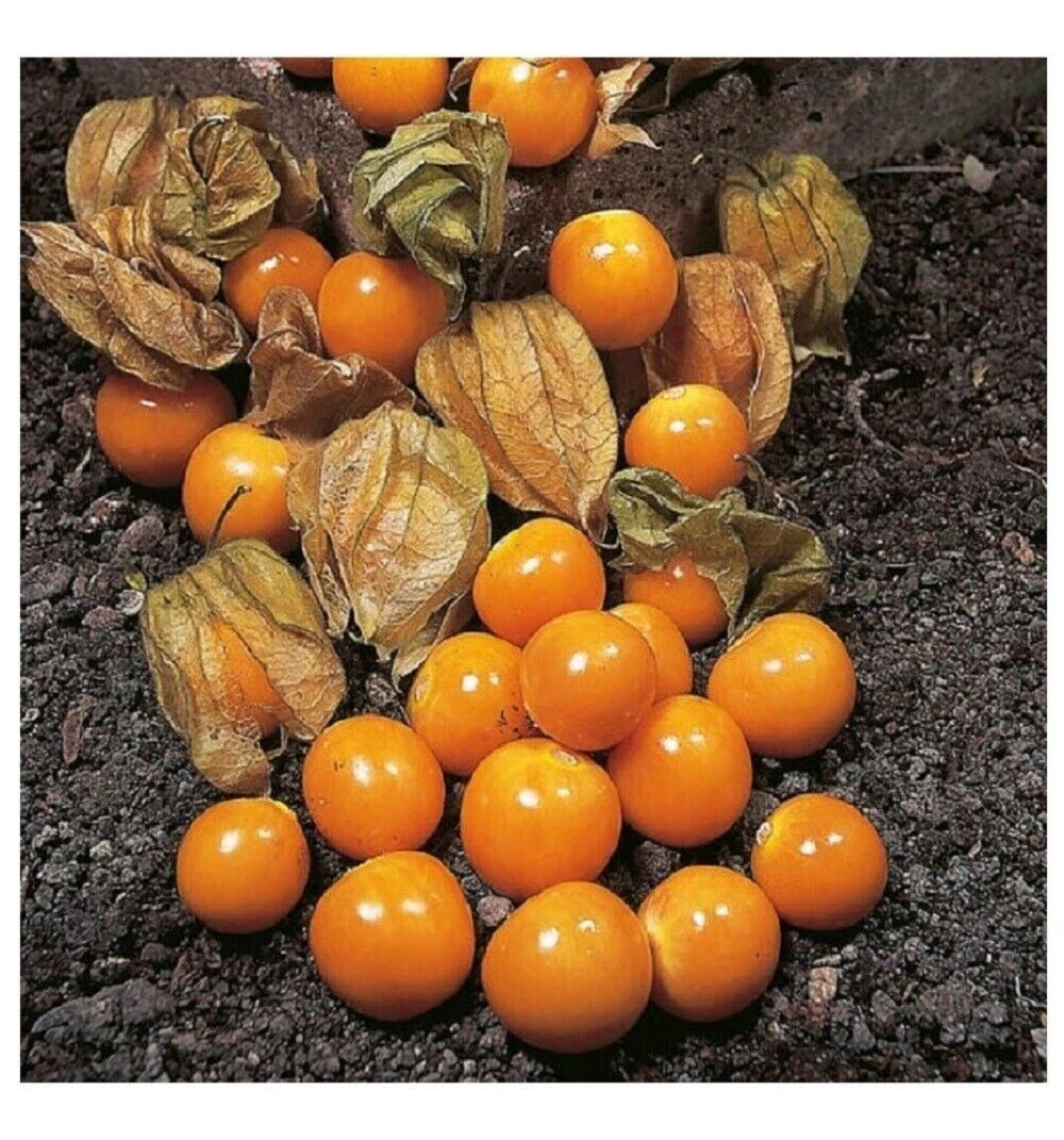 CAPE GOOSEBERRY SEEDS - 50+ HEIRLOOM TOMATILLO GROUND CHERRY - RARE Varietal - Edible Garden Seeds