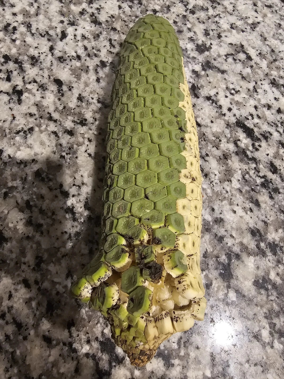 monstera deliciosa ripe fruit Rare Monstera Deliciosa Fresh Tropical Fruit, Pineapple-Banana Flavor, – Jayme Garden