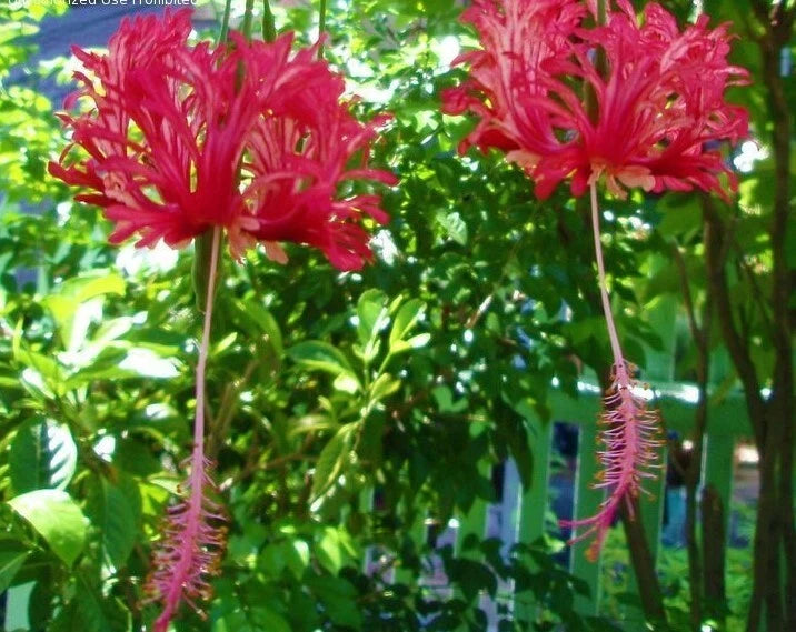 Chinese Lantern Starter Plant - Rooted Hibiscus Schizopetalus - Live Plant in Pot