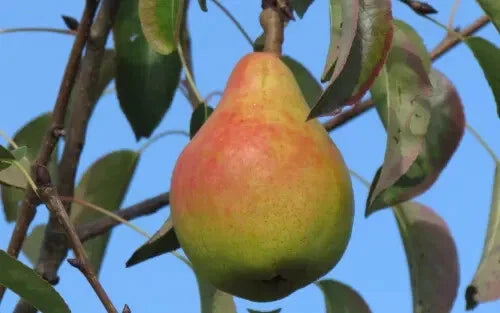 Ananas de Courtrai Pear Seeds - 25+ Pack for Garden Planting - USA Grown - Tropical Fruit Seed Collection