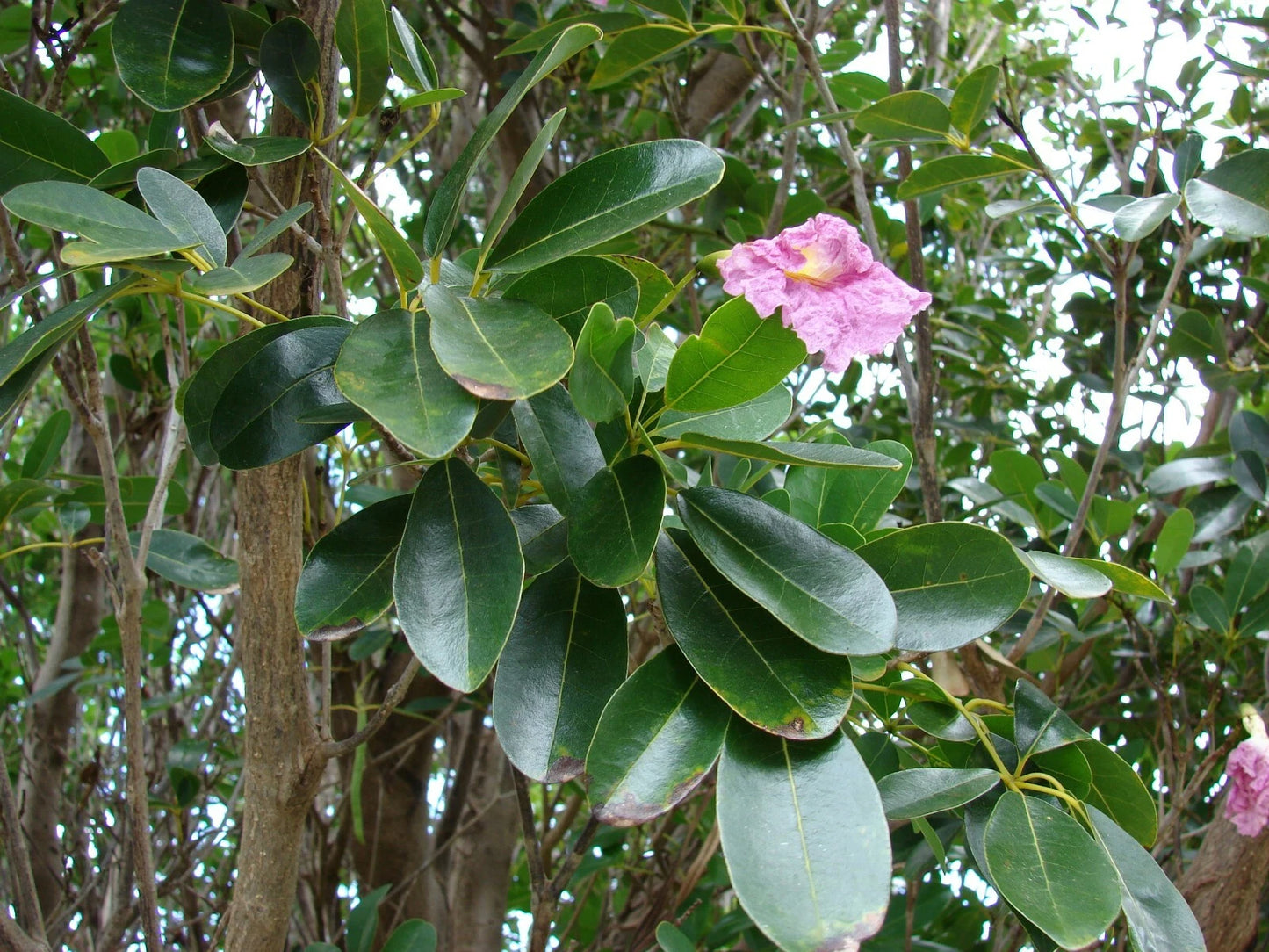 Pink Poui Flowering Trumpet Seeds, 20 Count, Tabebuia rosea, Tropical Flowering Tree, Pink Blooms