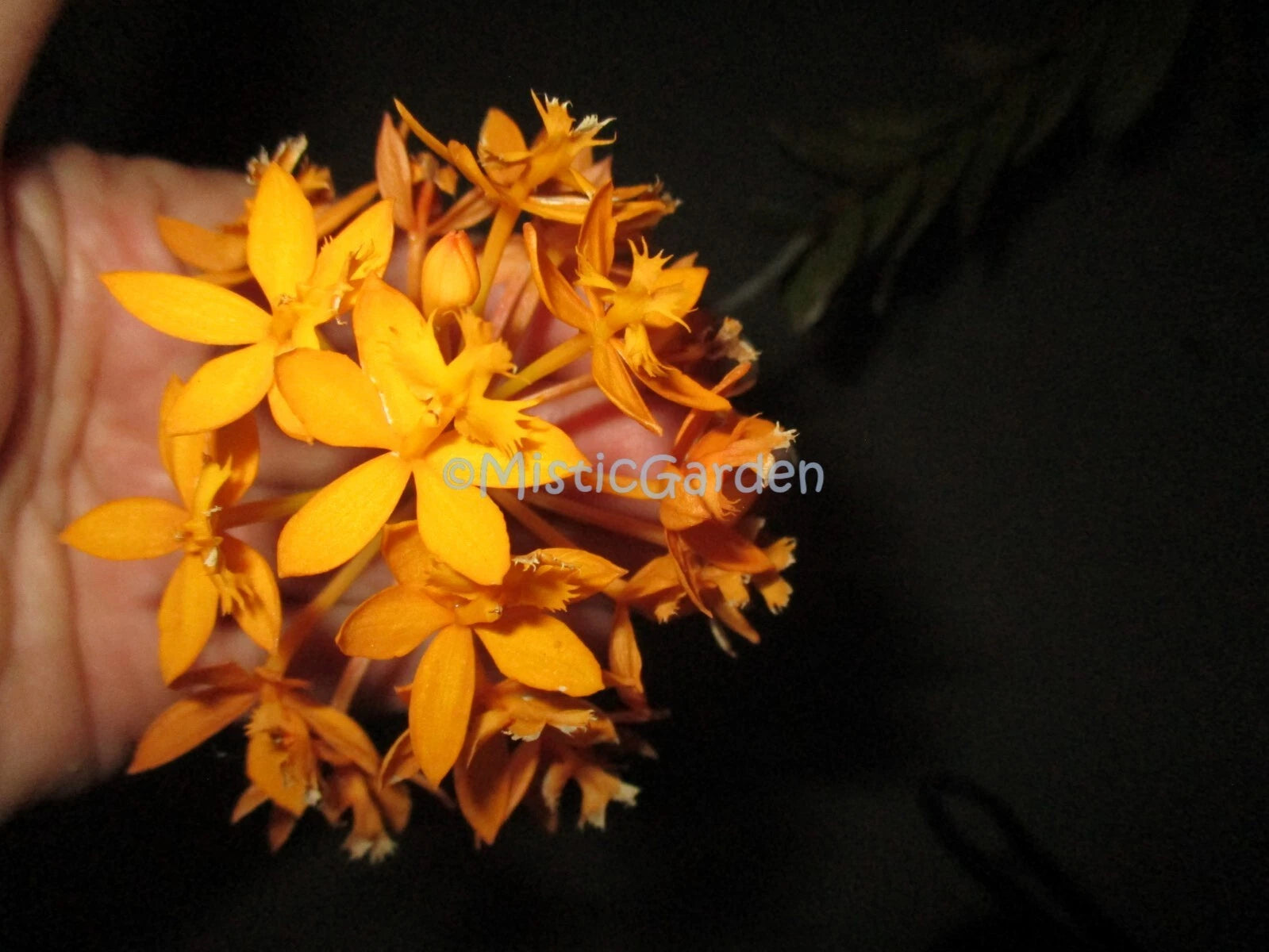 epidendrum potting mix Epidendrum Orchid Cuttings - Dark Yellow 2 Cuttings - Exotic Indoor Plant
