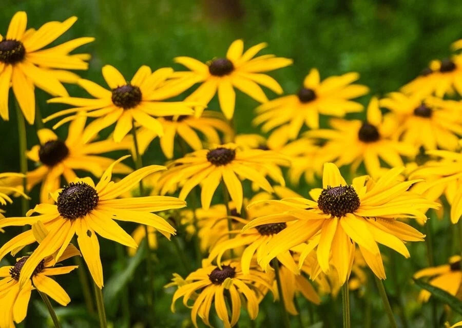 Black Eyed Susan Flower Seeds - Rudbeckia Seeds, Choose Packet Size for Garden Planting
