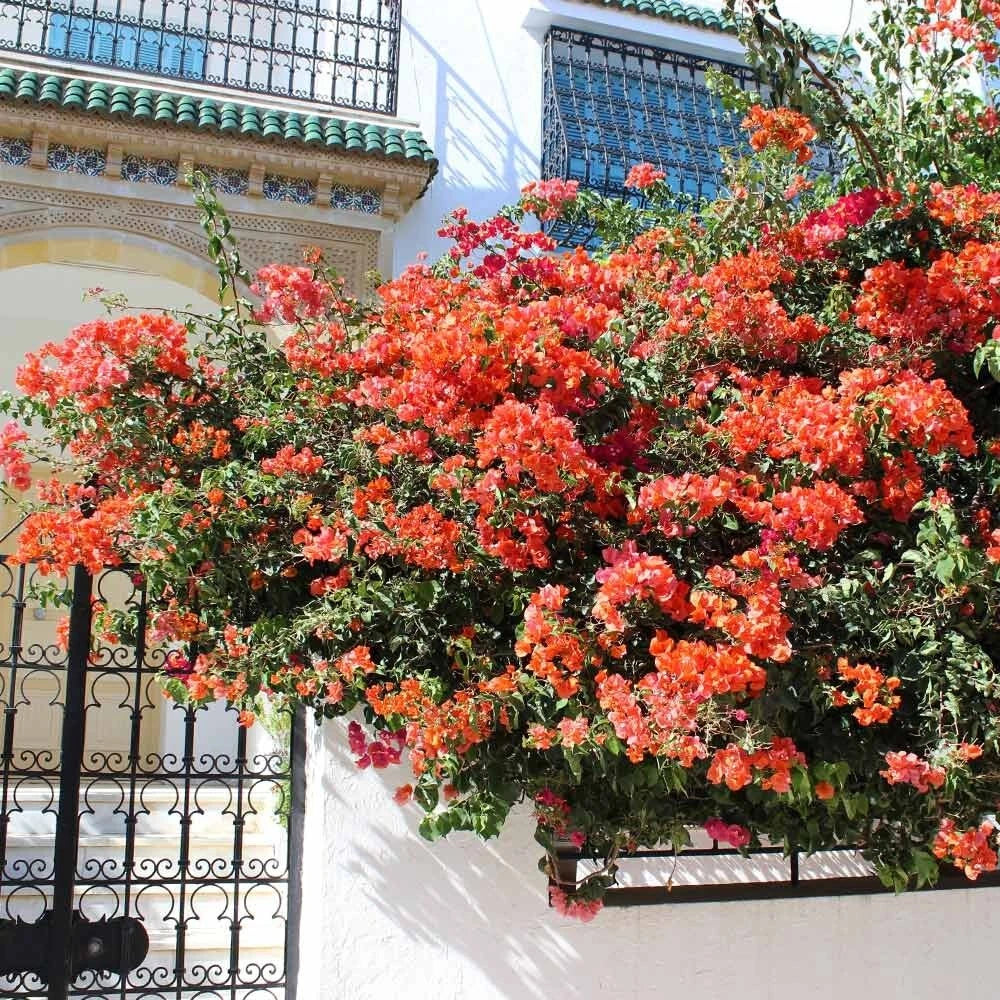 Set of 2 Live Sundown Orange Bougainvillea Plants – No Pot – Rare Color – Bougainvillea glabra