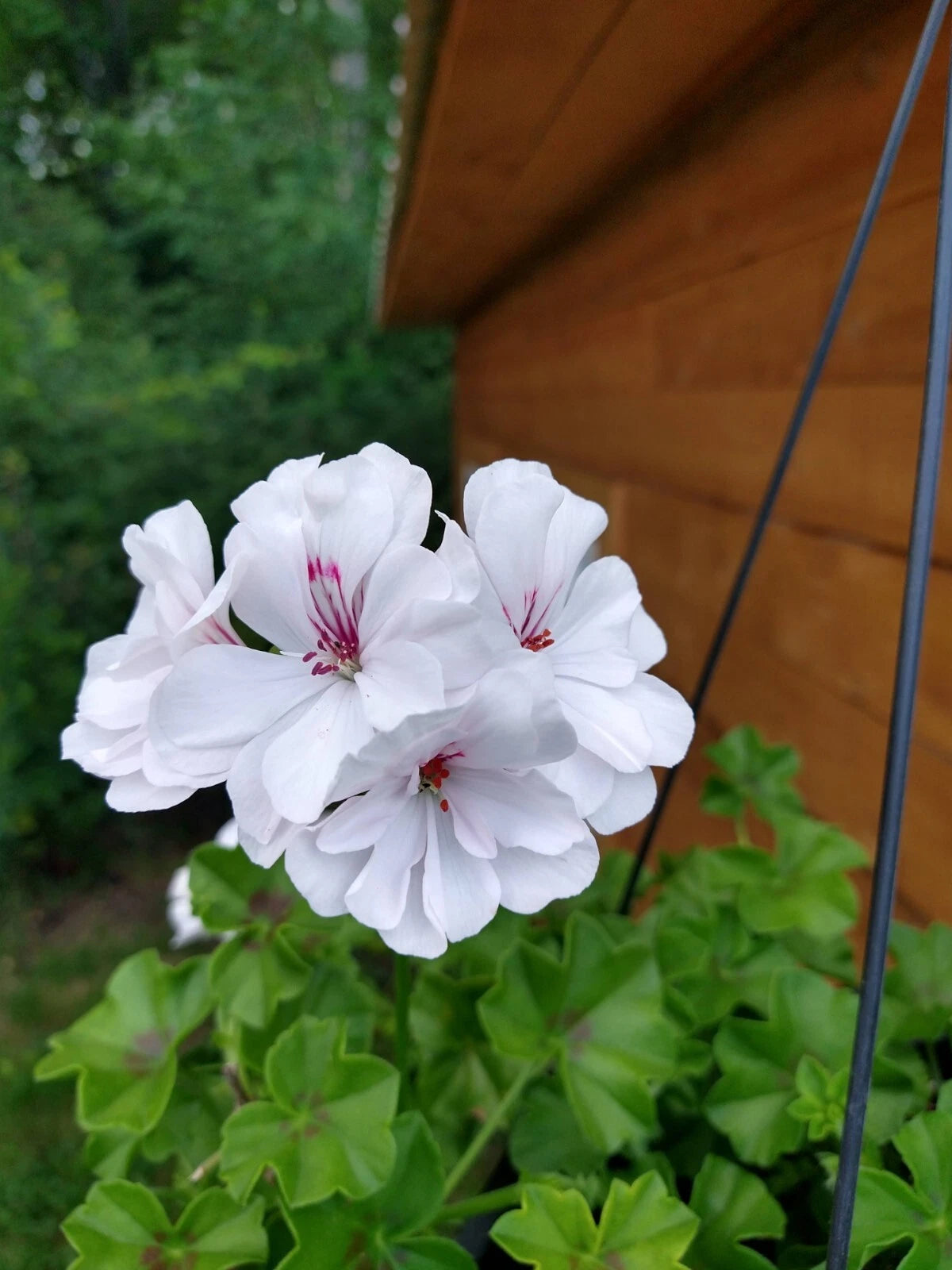 Ivy League White Geranium Live Plants 4 Baby Plugs Pelargonium peltatum Heat Tolerant for Baskets & Containers