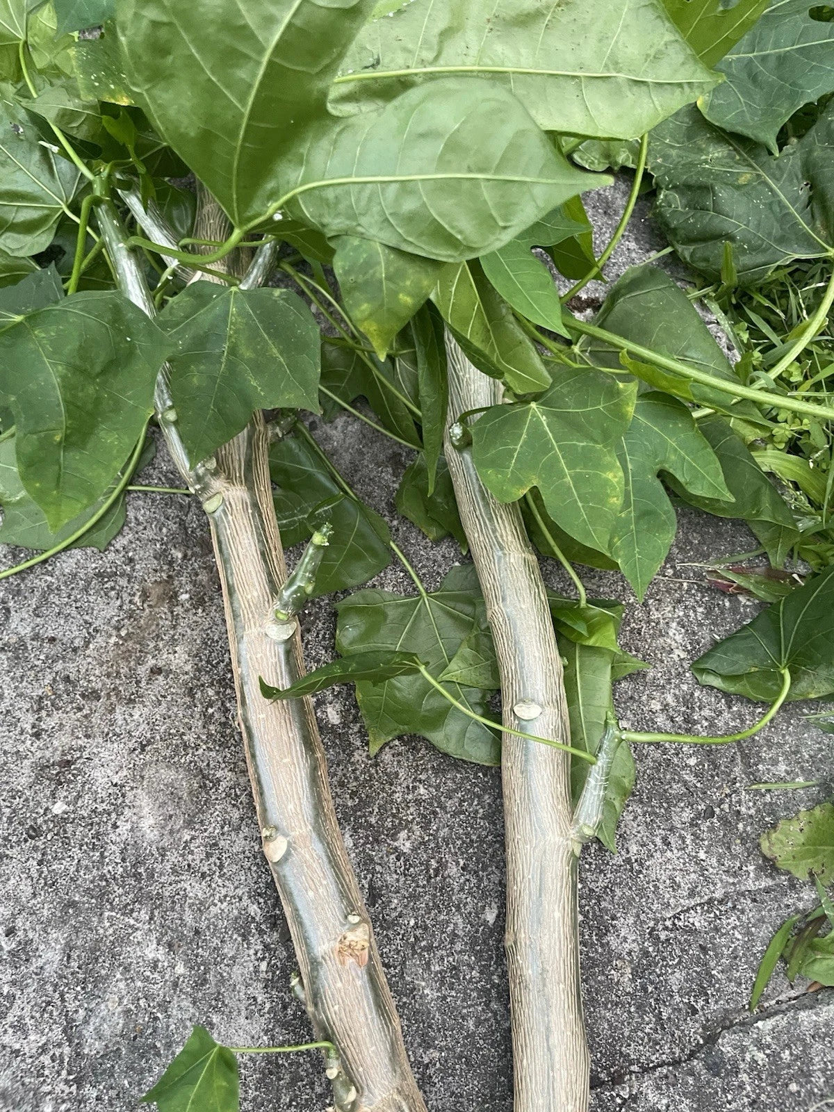 Chaya Cuttings - 15 Hawaii Maya Tree Spinach - Volcanic Soil Superfood - Cnidoscolus