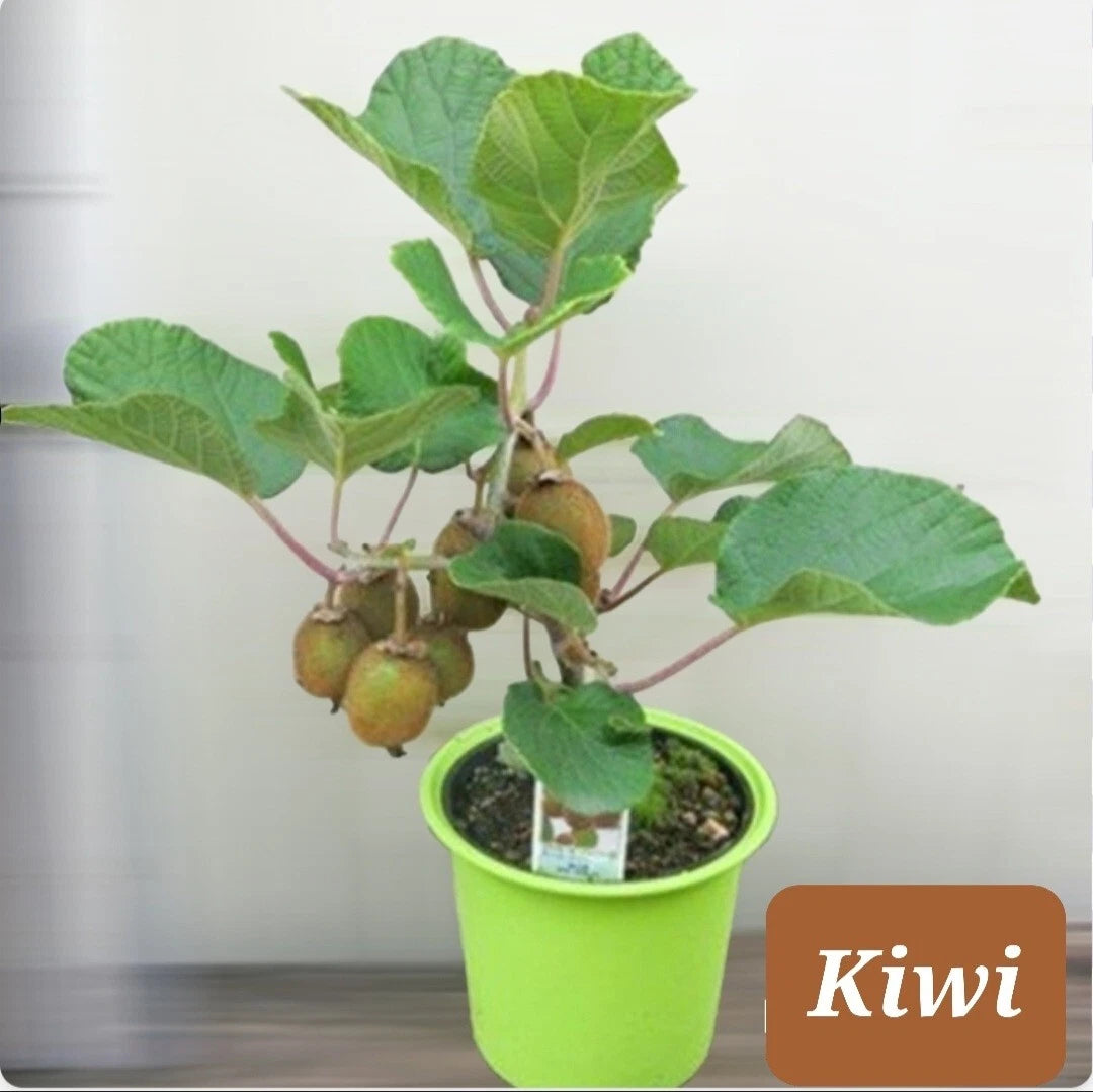 30+ Kiwi Dwarf Vine Seeds - Actinidia deliciosa - Chinese Gooseberry, Woody Vine for Home Gardening