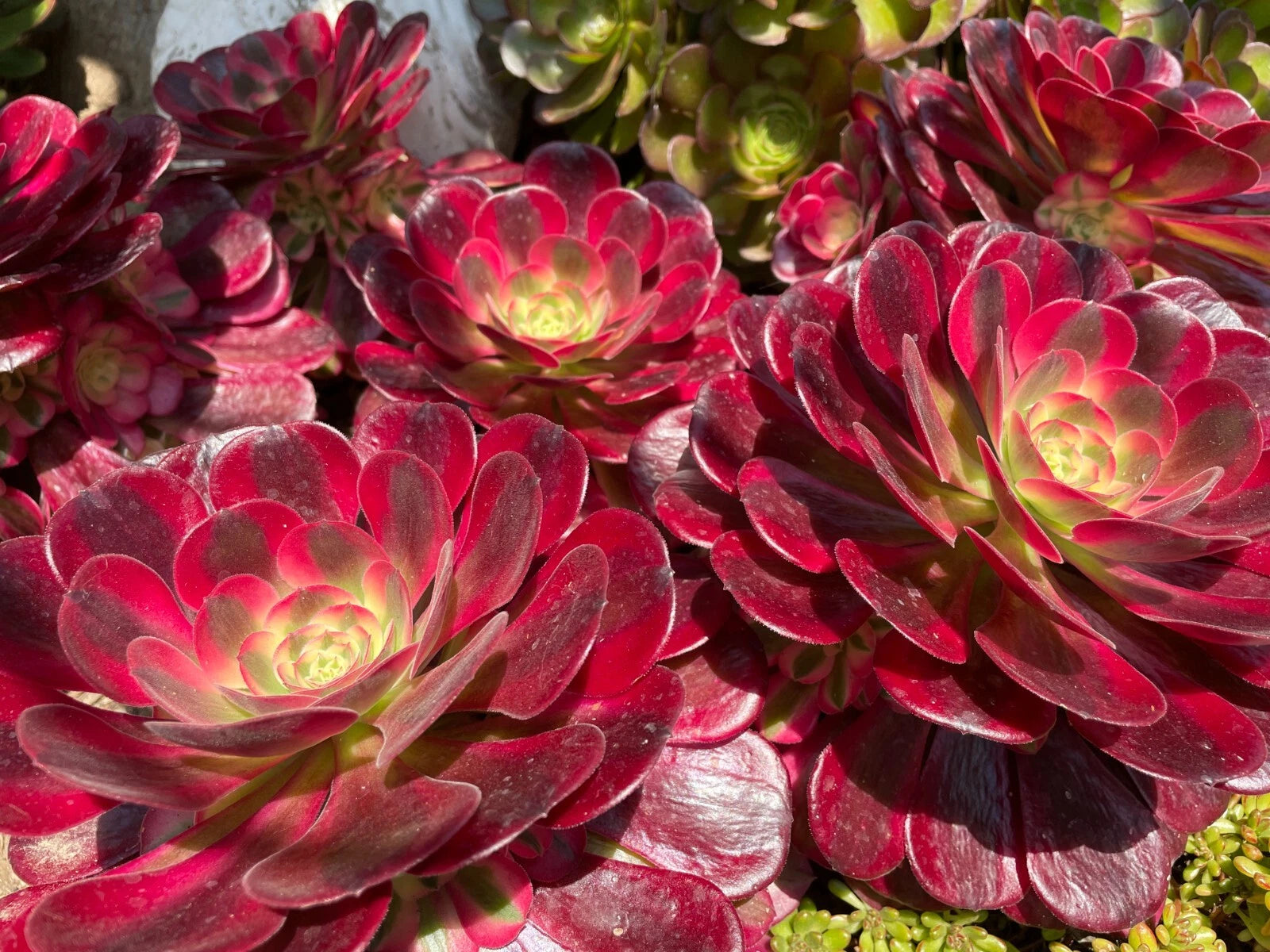 reddish-purple succulent Aeonium Medusa Succulent Cutting or Rooted Plant - Pink to Purple  Variegated
