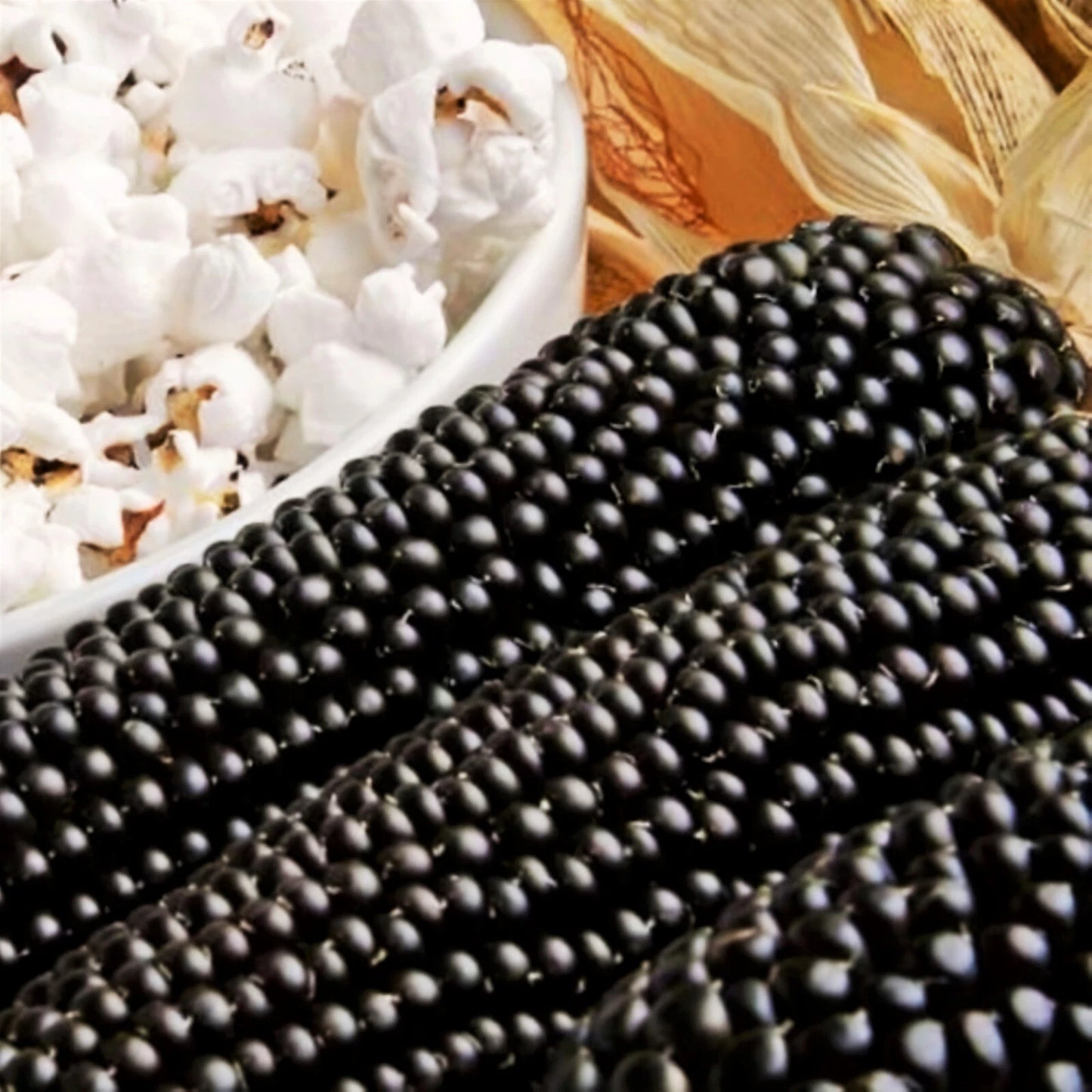 Dakota Black Popcorn Seeds | Popping Purple Blue Ornamental Corn | Zea mays everta