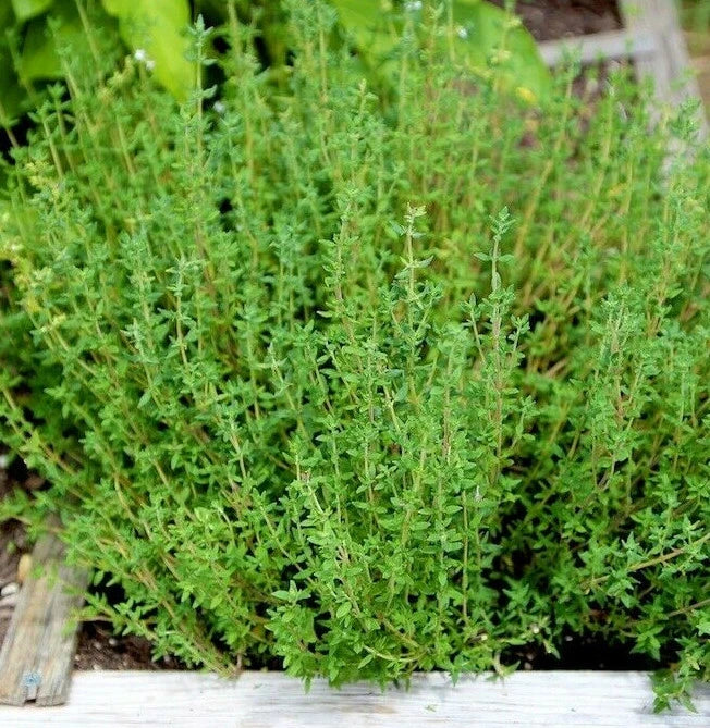 Thyme Seeds for Planting | Common German Basil Herb Garden Seed | 2025