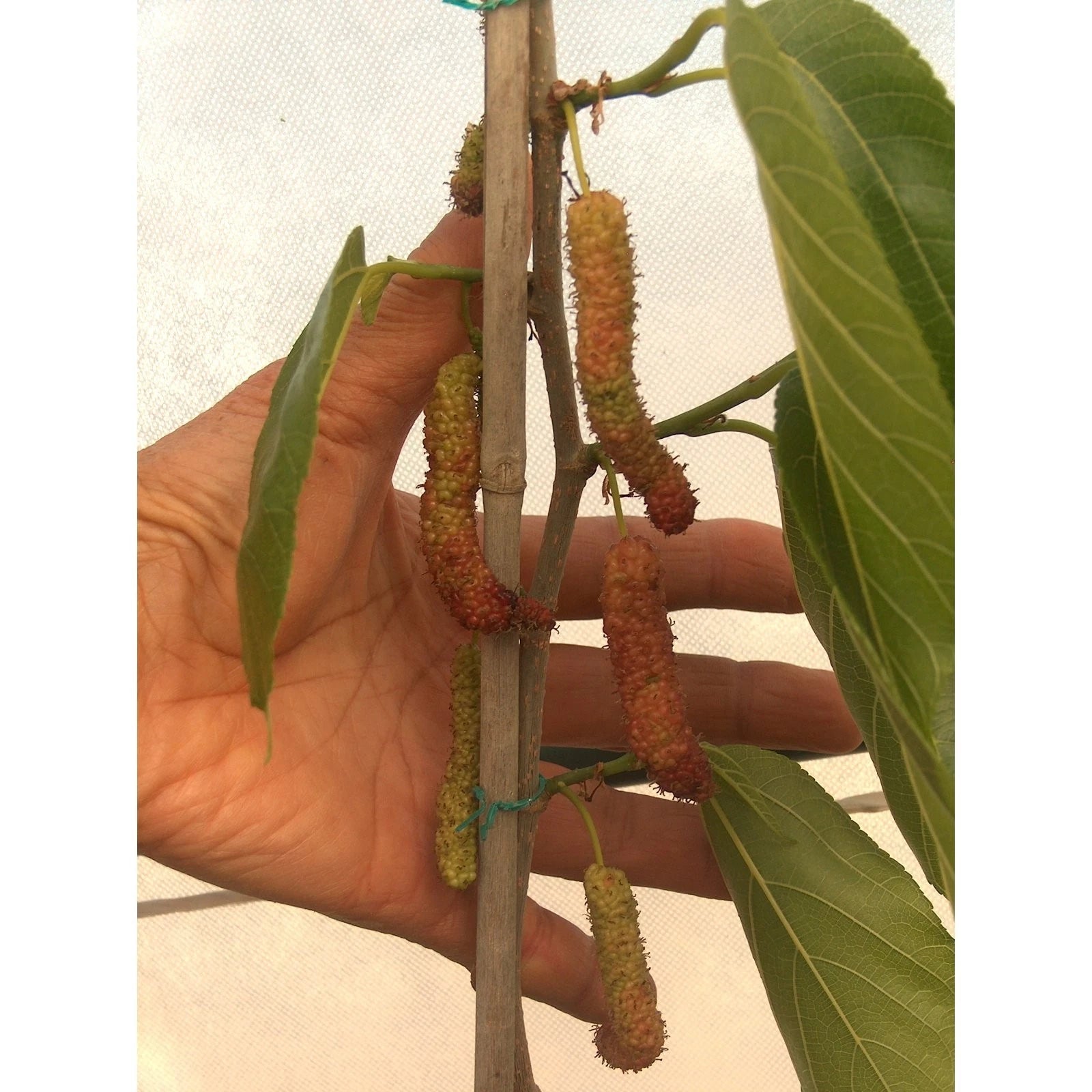 Pakistan Long Black Mulberry Cuttings (4) for Grafting or Rooting