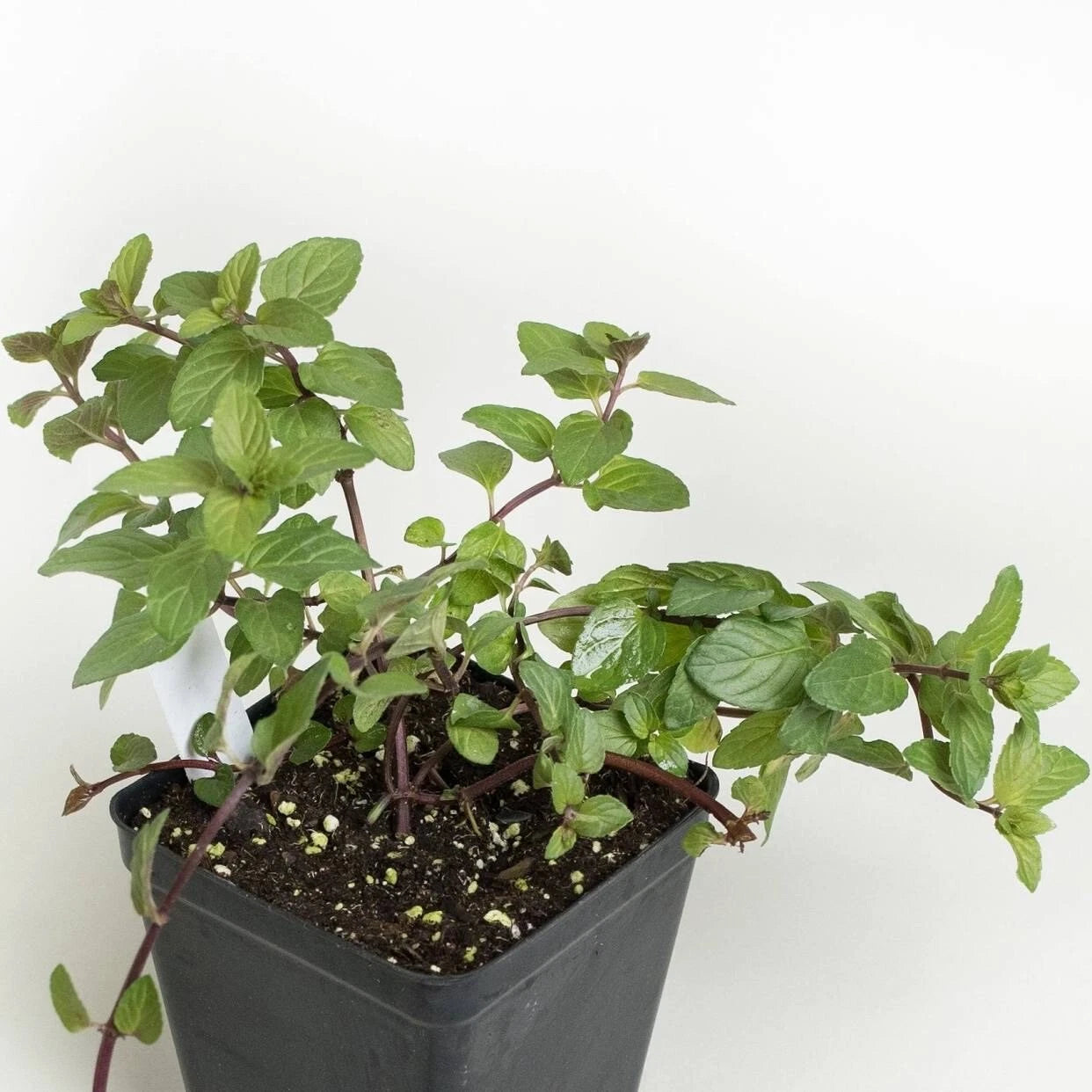 Chocolate Mint Plant Roots - 4 Plants - Mentha x piperita 'Chocolate' - Easy to Grow, Aromatic Herb for Gardens and Pots