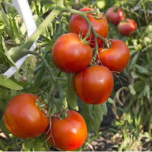 Arkansas Traveler Tomato Seeds, NON-GMO Heirloom, Heat Tolerant, Solanum lycopersicum, Free Shipping