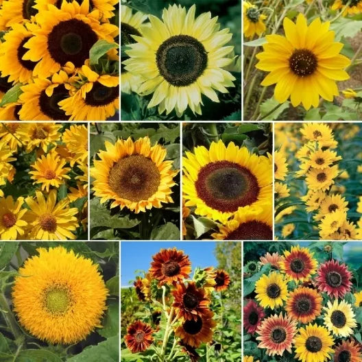 Sunflower Mix Seeds, 7 Species, Beautiful Variety, Helianthus annuus, Sunny Colors