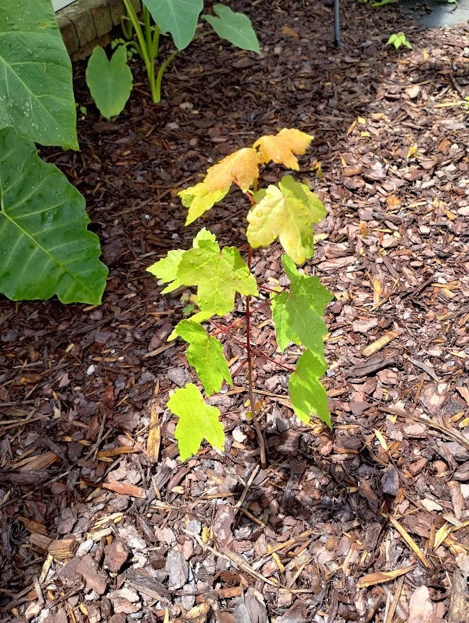 Sunset Maple Tree Seedlings | Bare Root | 4-6 Inches | Affordable Shade Tress | Acer rubrum