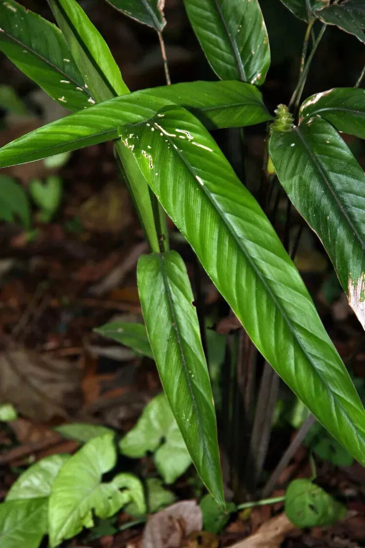 Calathea Lasiostachya Seeds - 25+ Pack for Garden Planting - USA Grown - Easy to Grow Houseplant Seeds