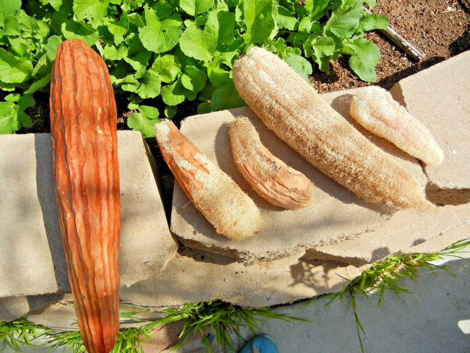 Luffa Sponge Gourd Seeds - 20+ Heirloom Loofah Seeds for Garden & Container 