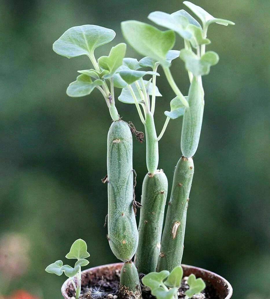 Rare Senecio Articulatus Candle Plant - 2