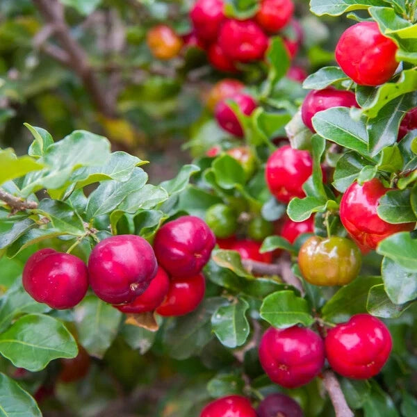 Barbados Cherry Plant - Live Acerola Cherry Tree Starter - High Vitamin C - Malpighia emarginata