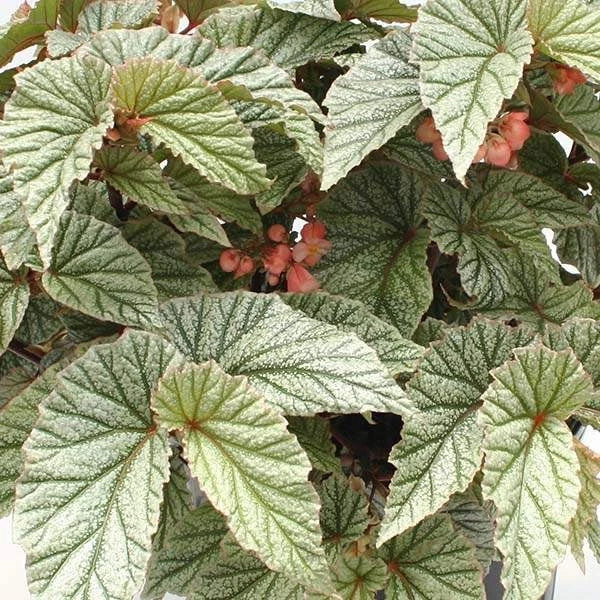 Angel Wing Begonia Plant - Snow Capped Variety - Easy Care Indoor Houseplant - Begonia maculata