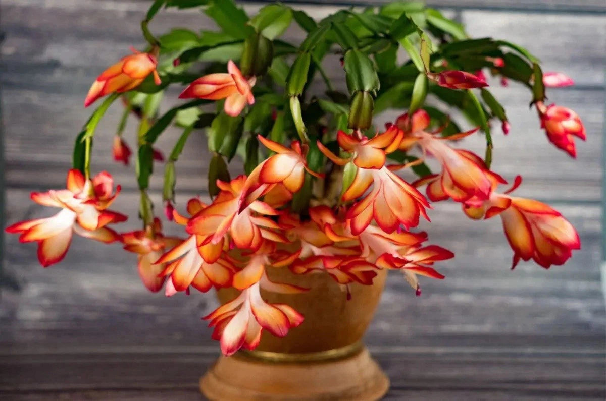 Schlumbergera truncata Plant - Christmas Cactus