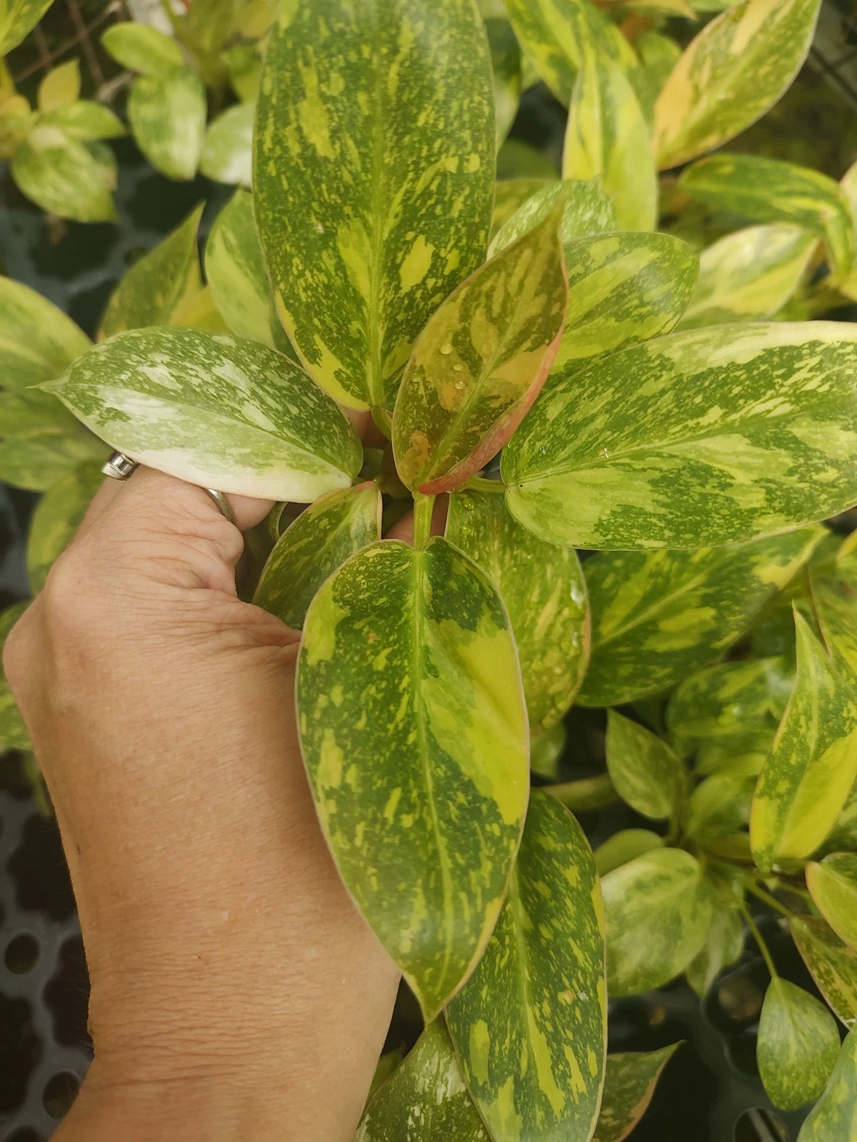 philodendron variegated green congo Philodendron Green Congo Variegated Plant Plug - Well Rooted