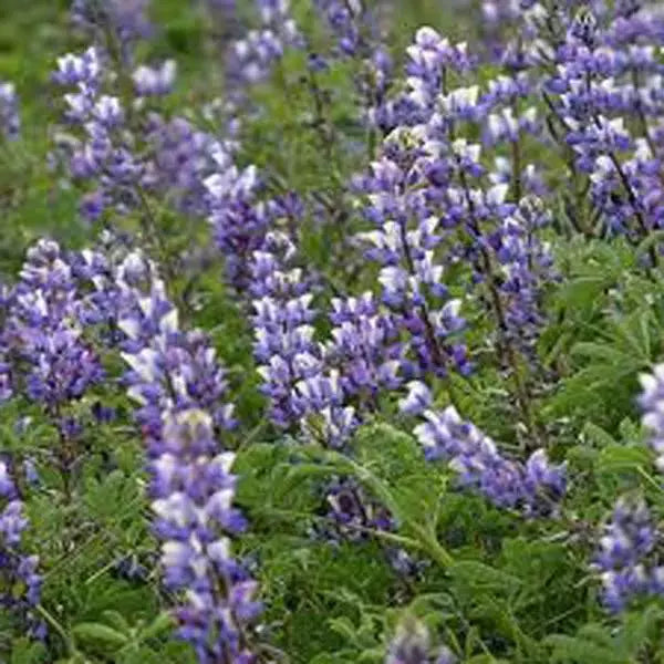 Arroyo Lupine Seeds - 500 Count - Beautiful Purple Flowers - Lupinus Succulentus