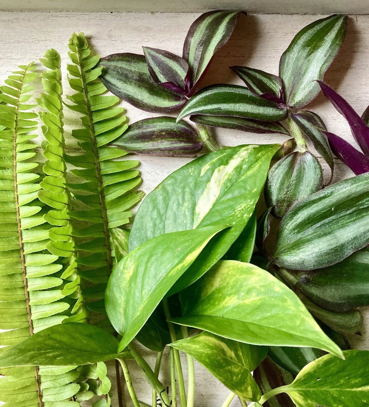 pothos fern Rooted Plant Cuttings - 15 Pothos, Ferns, Wandering Jew