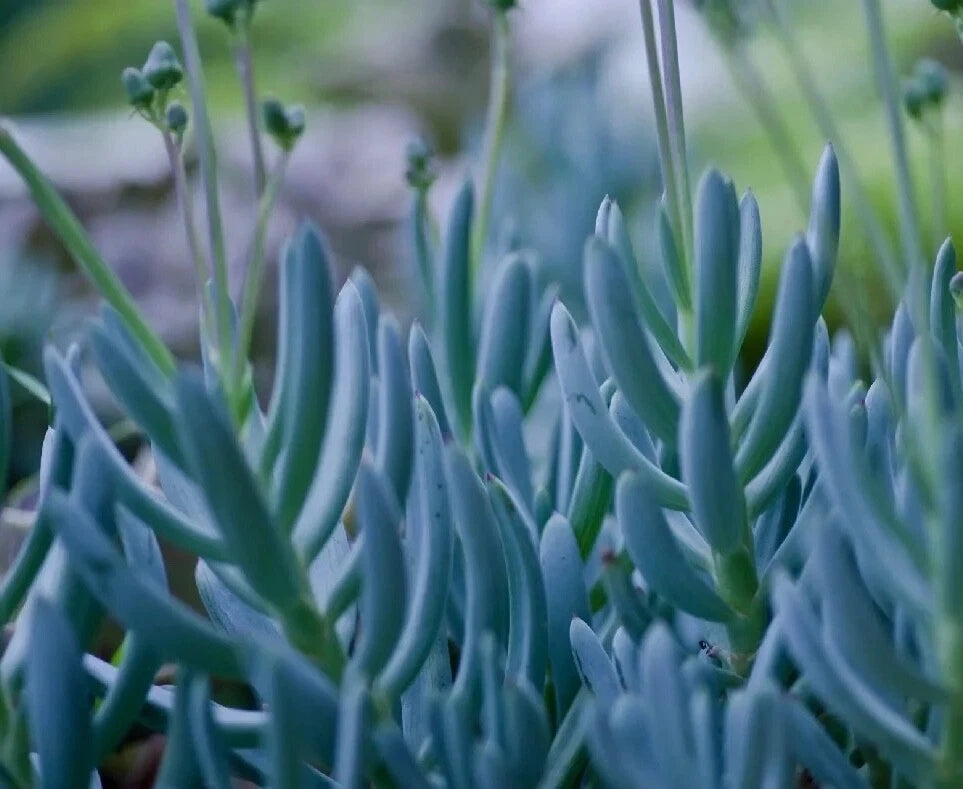 serpens succulent Rare Blue Chalk Sticks Succulent Cutting - Unrooted Live Plant - Senecio serpens