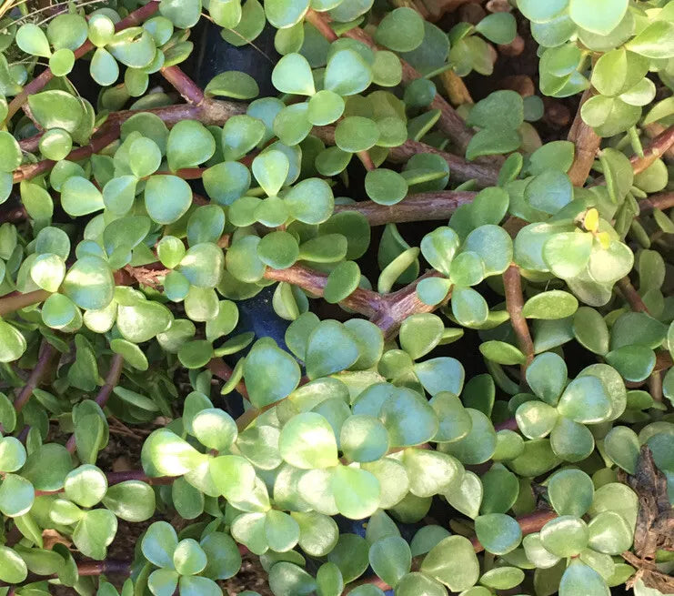 20 Cuttings 6" Portulacaria Afra Elephant Bush Succulent Dwarf Jade Plant