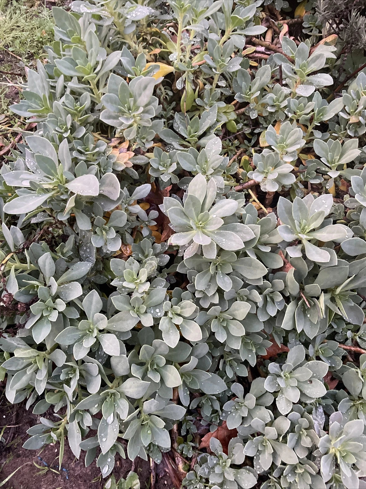 Succulent Cuttings - 6