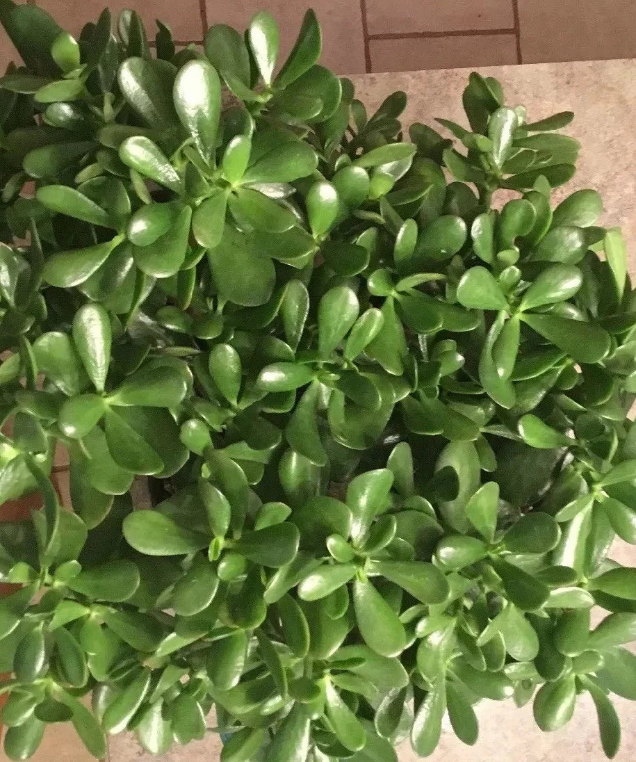 Jade Plant Cuttings - 3" to 5" Money Succulent - Lucky Plant - Crassula ovata