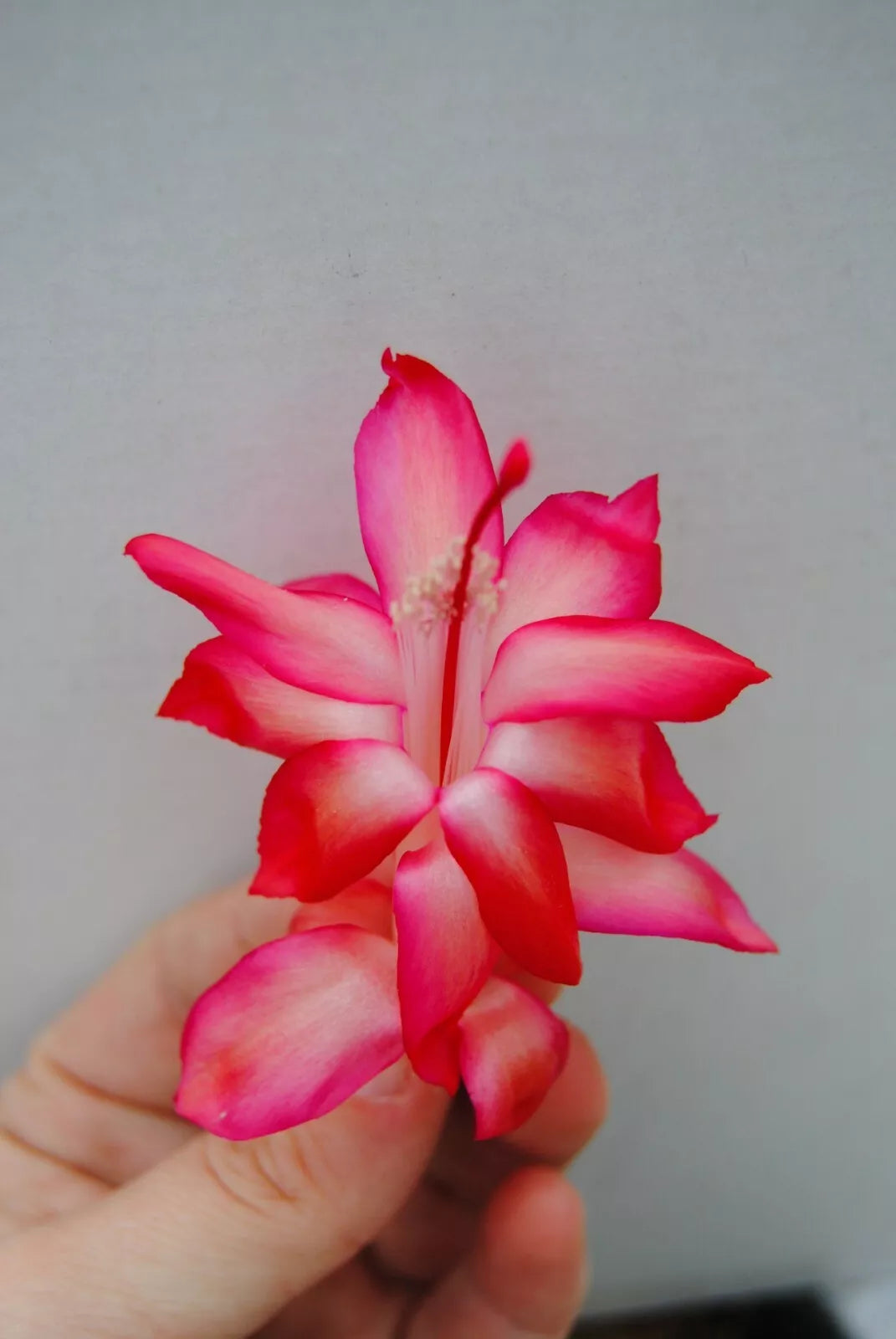 Christmas Cactus Starter Plant - Paradise Lady - Schlumbergera Truncata - Well Rooted Plant for Easy Care and Festive Decor