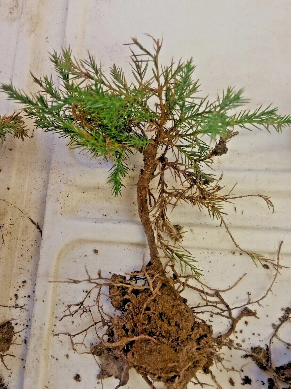 hardy bonsai trees Eastern Red Cedar Pre-Bonsai Tree, Hardy Redcedar, Juniperus virginian – Jayme Garden