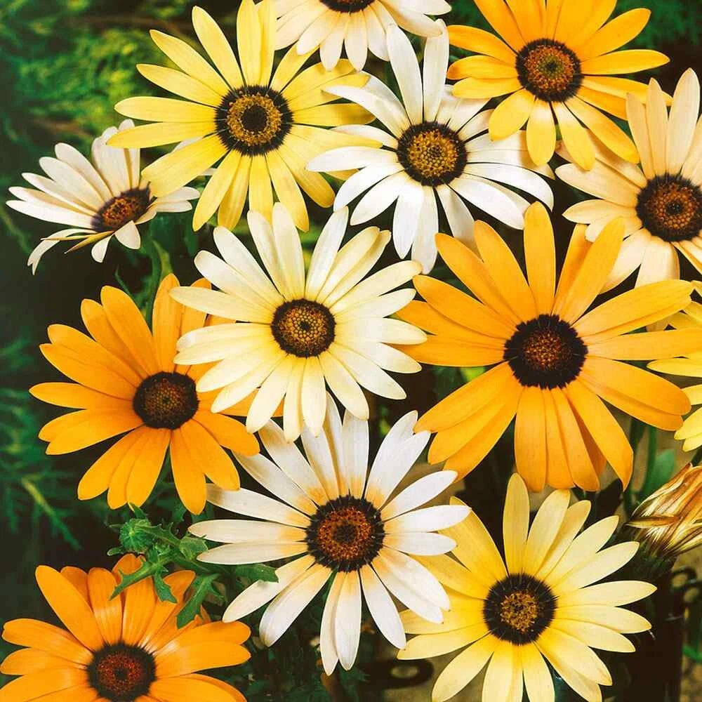 African Daisy Seeds - 100 Mixed Seeds - Dimorphotheca Aurantiaca - Flower Seeds - USA Seller