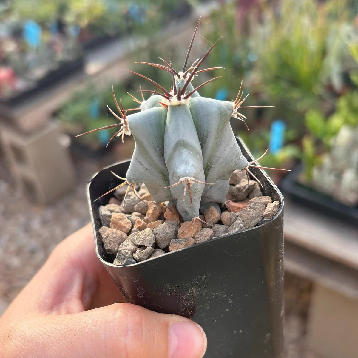 Echinocactus ingens - Live Rooted Cacti - Large Green Barrel