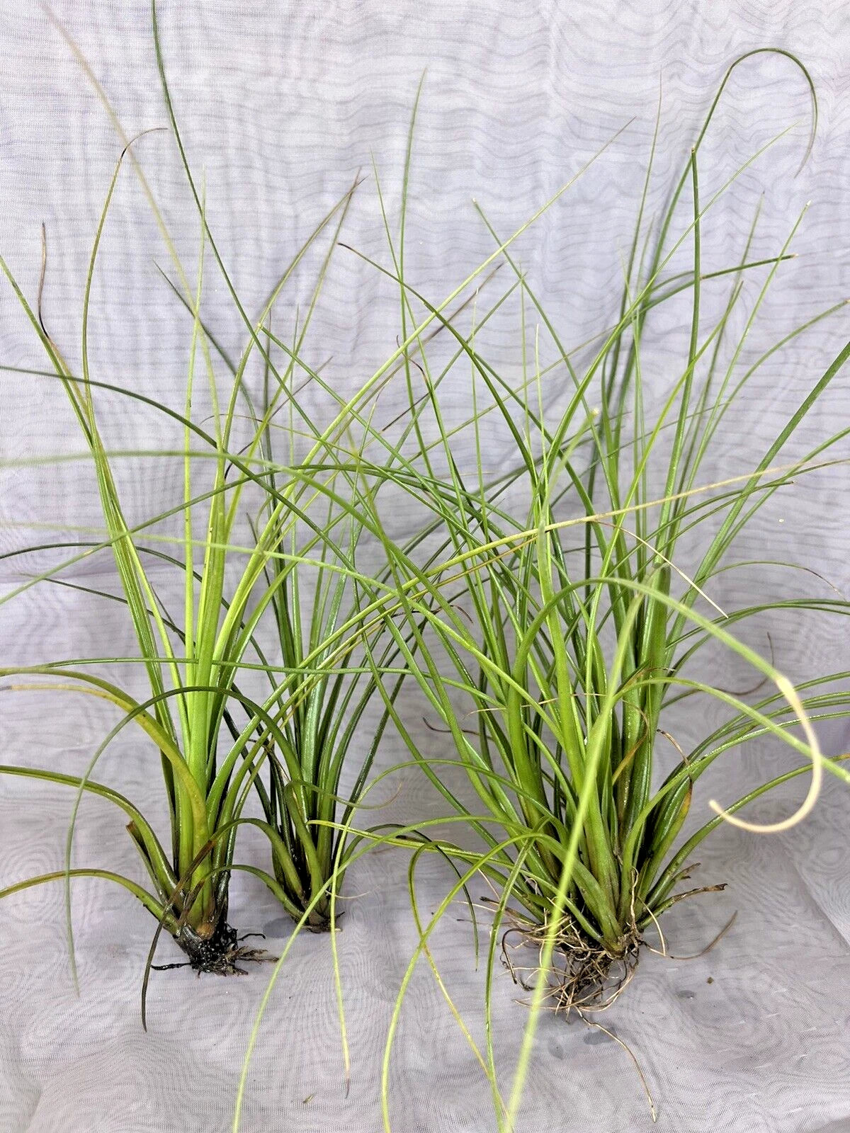 air plant home decor Air Plant Tillandsia Floridana
