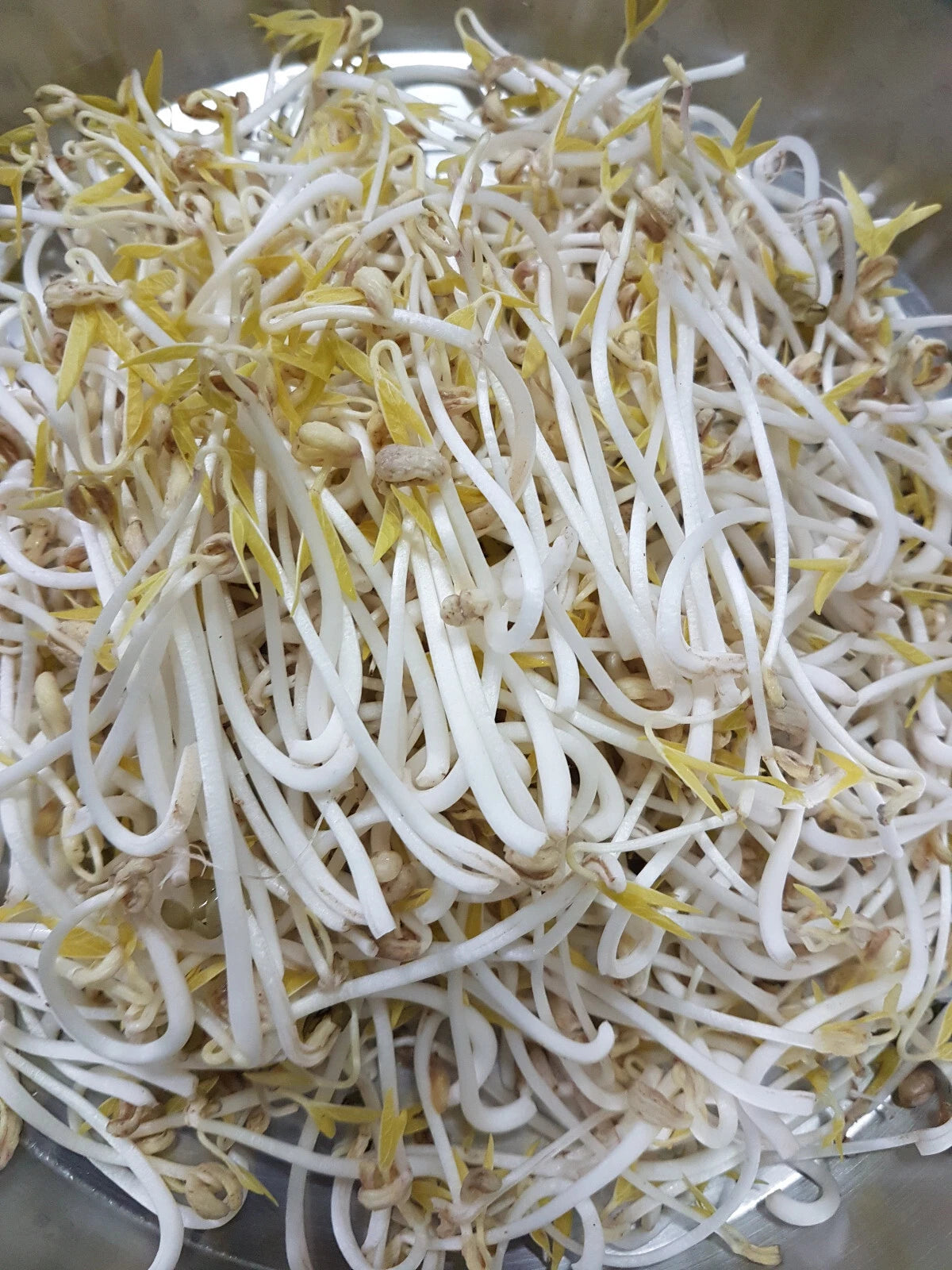 Mung Bean Seeds - 60 Organic Sprouting Seeds - Mung Beans (Vigna radiata) - USA GroCo