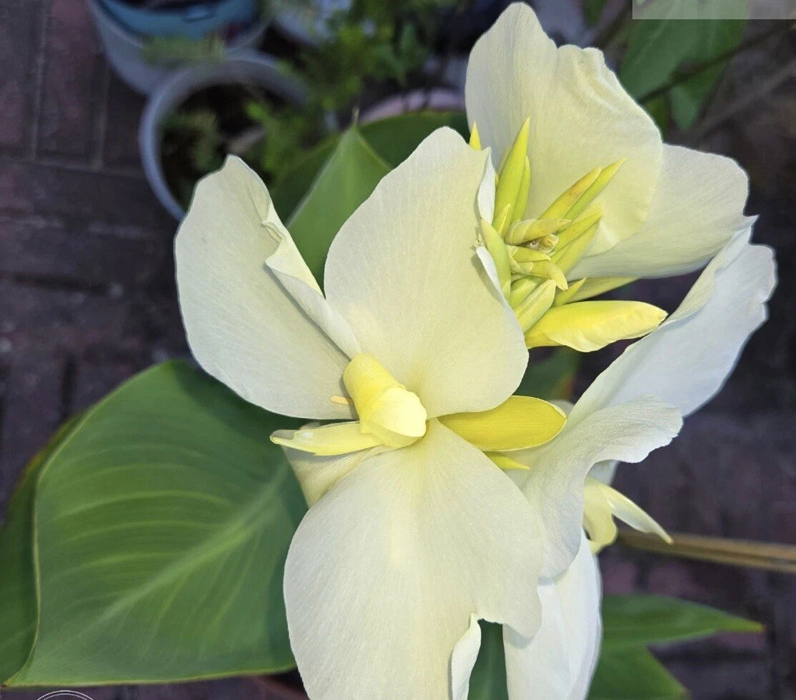 Alaska White Canna Lily Rhizome Live Plant 4 Inch - White Blooms, Well Rotted - Canna indica