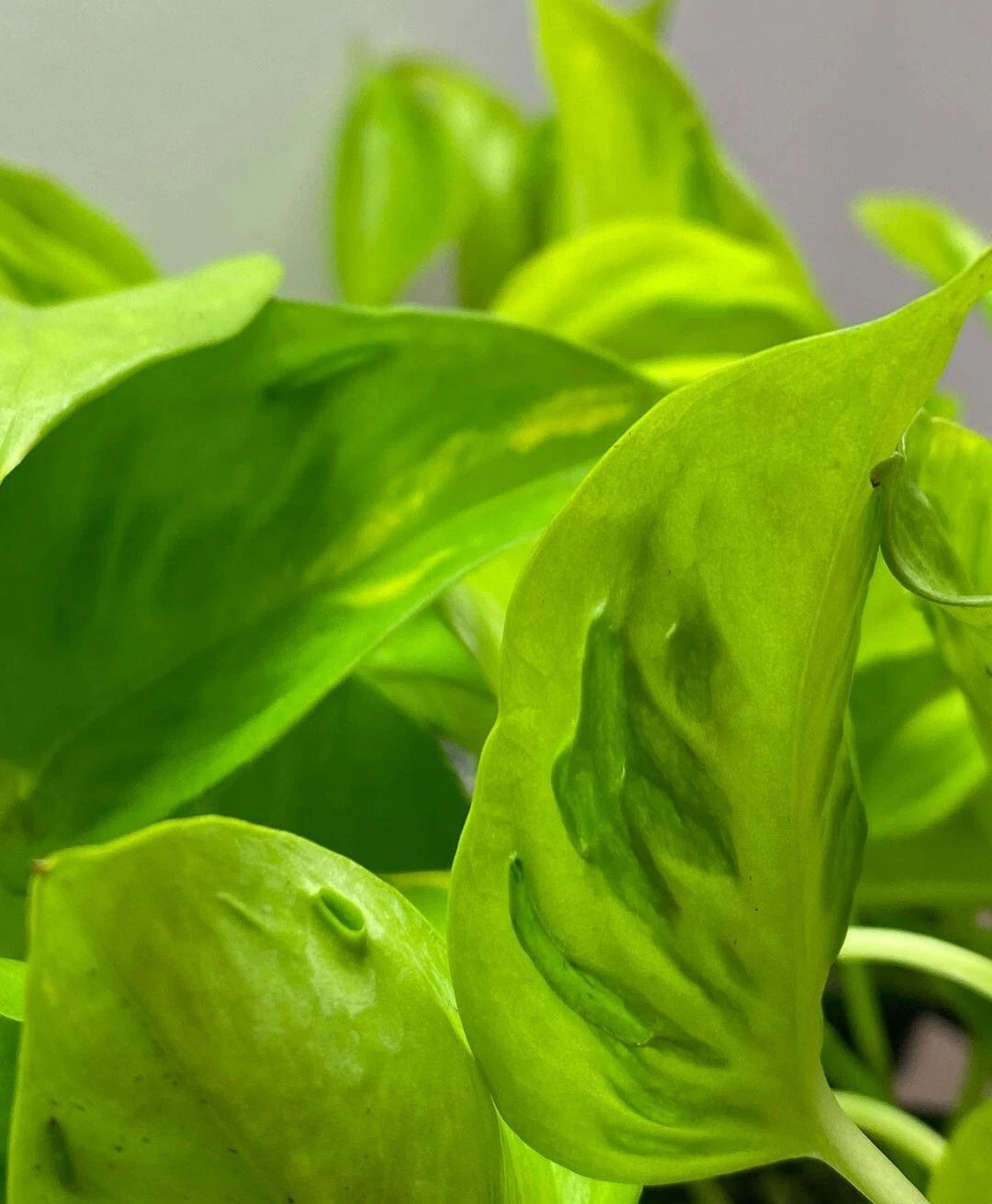 Rare Teruno Champs Elysees Pothos Cuttings - 3 Fresh No Roots