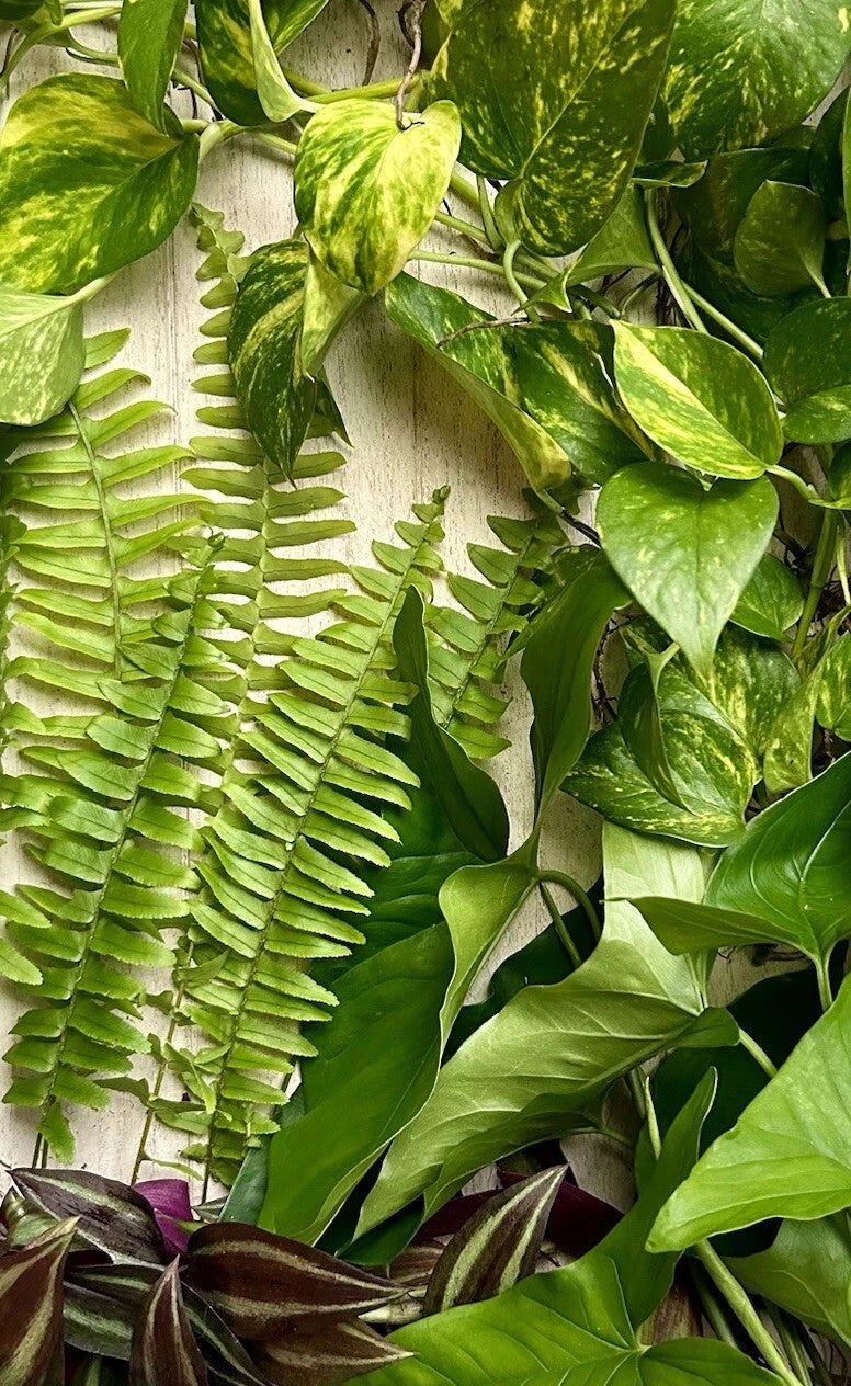 Live Rooted House Plant Cuttings - 20 Pieces, Four Varieties, Indoor Plants  for Home Decor, Easy Care Houseplants  Jayme Garden