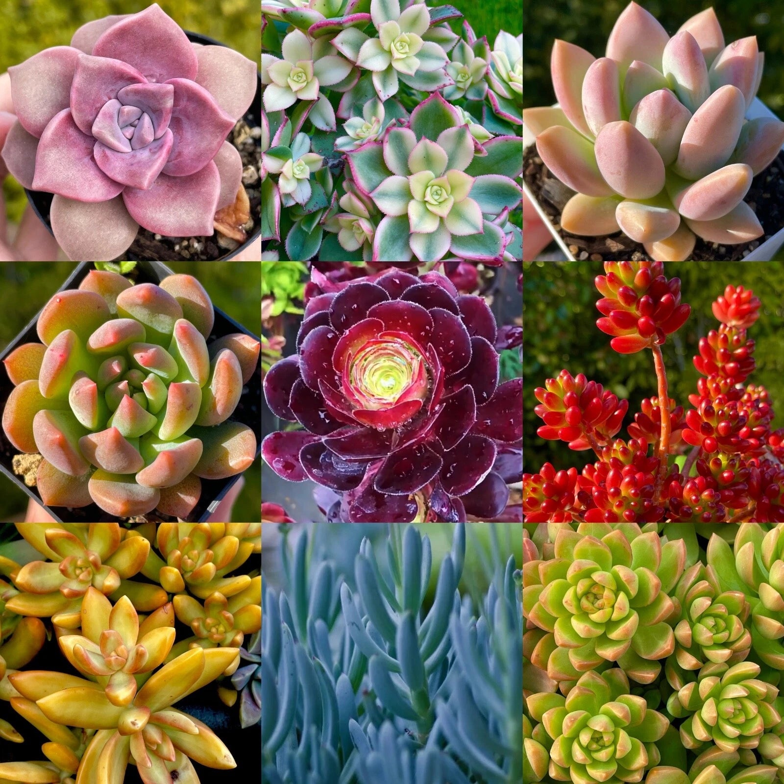 Rainbow Succulent Bundle - 9 Colorful Live Succulents Cuttings - Assorted  Varieties for Plant Lovers