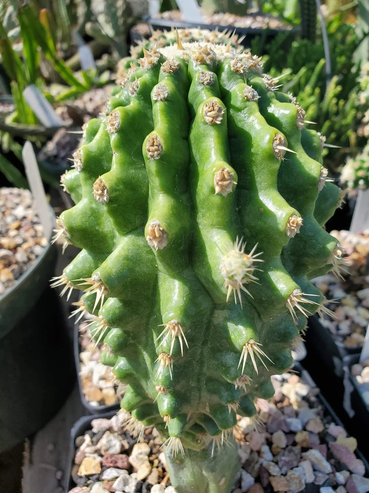 low maintenance indoor cactus plants Echinocactus grusonii 'Knobby' Grafted Cactus - Unique Succulent Plant for  Home Decor
